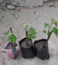 অল্প জায়গায়, সঠিক যত্নে আঙ্গুর গাছ থেকে ভালো ফলন - Image 3