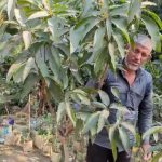 অশ্ট্রিন ম্যাংগো  জিও ব্যাগ সেটআপকৃত চারা
