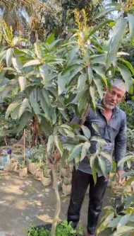 অশ্ট্রিন ম্যাংগো  জিও ব্যাগ সেটআপকৃত চারা