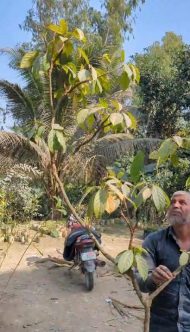 থাইল্যান্ডে থাই লটকন চারা - Image 2