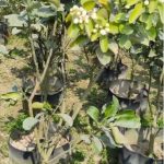 থাইল্যান্ডের থাই জাম্বুডা গাছের চারা