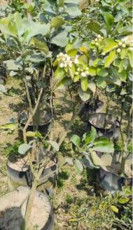 থাইল্যান্ডের থাই জাম্বুডা গাছের চারা