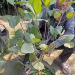 বারোমাসি পিংক কাঁঠাল – জিও ব্যাগ সেটআপকৃত উন্নত মানের চারা