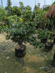 লিচু গাছের চারা - Image 3