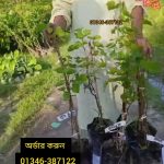আঙ্গুর গাছ