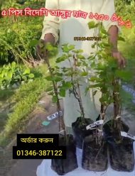 আঙ্গুর গাছ